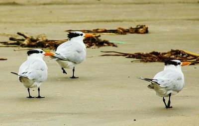 Seagulls perching on sand at beach
