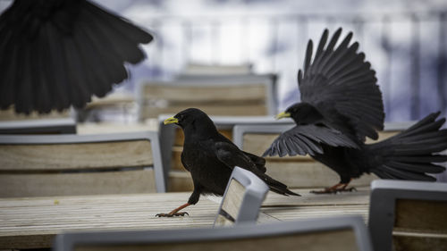 Black crows looking for something to eat on gornergrat tables