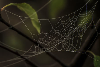 Close-up of spider web