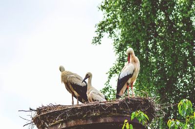 Low angle view of birds perching on tree against sky