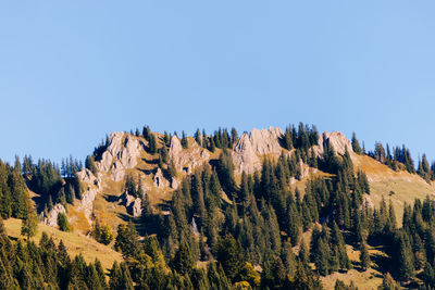 Panoramic view of pine trees against clear blue sky