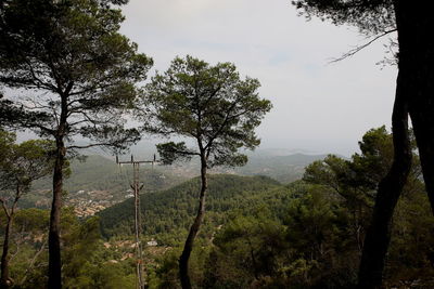 Trees in forest against sky