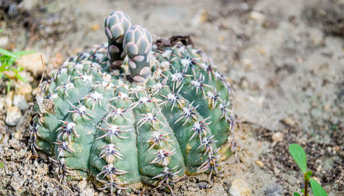 High angle view of succulent plant on field