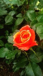 Close-up of red rose