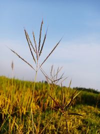 Close-up of stalks in field against sky