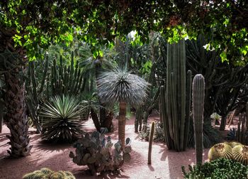 Palm trees and plants