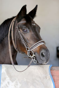 Close-up of a horse