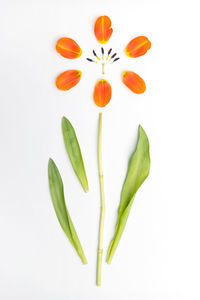 Close-up of flowering plant against white background