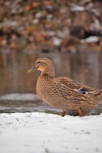 Bird perching on a snow