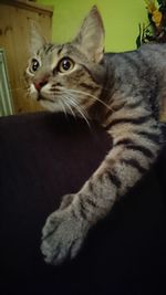 Close-up portrait of a cat looking away