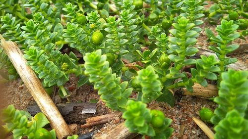 Close-up of fresh green plants growing on field