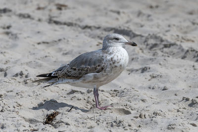 Young seagull is standing in the sand on a dune with blurred background