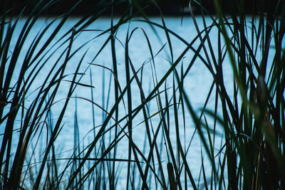 Close-up of grass growing in water