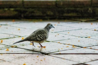 Close-up of bird perching outdoors