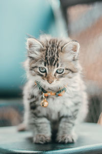 Close-up portrait of a cat