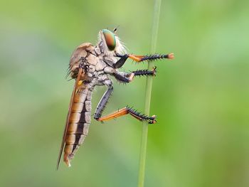 Close-up of insect perching on leaf