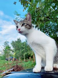 Portrait of cat sitting on a tree