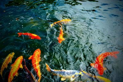 High angle view of koi carps swimming in lake