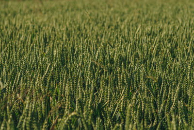 Full frame shot of corn field