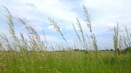 Scenic view of grassy field against sky