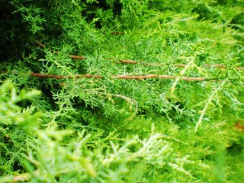 Close-up of moss growing on tree