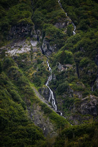 High angle view of trees in forest