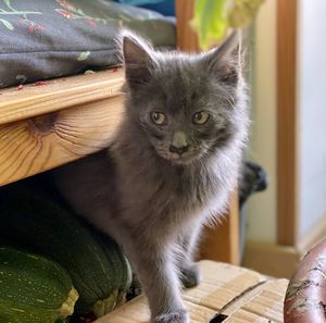 Portrait of cat sitting on wood