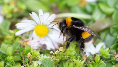 Close-up of bee pollinating on flower