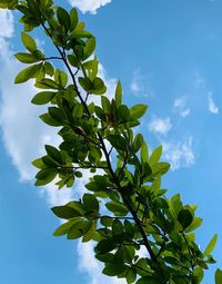 Low angle view of tree against sky