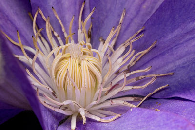 Close-up of clematis flower