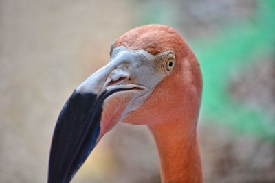 Close-up of a bird looking away