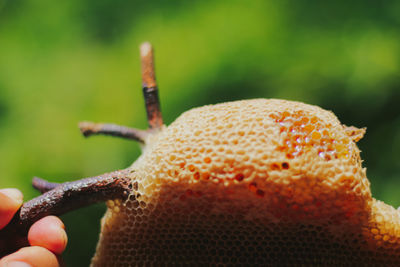 Honeycomb with sweet honey. yellow honeycomb just 