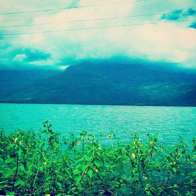 water, blue, plant, beauty in nature, tranquility, tranquil scene, grass, sea, nature, sky, scenics, growth, flower, high angle view, day, lake, idyllic, outdoors, no people, green color