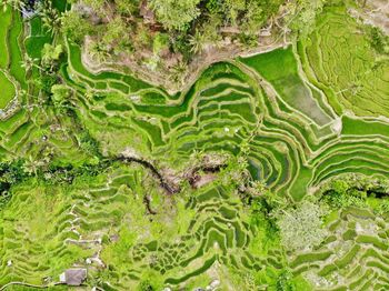 High angle view of rice paddy