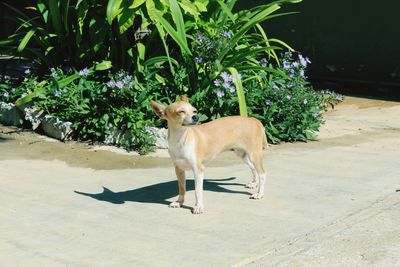 Close-up of dog on road