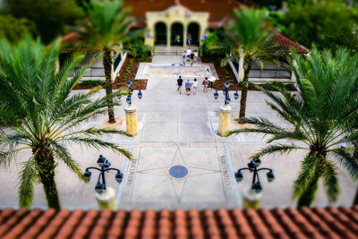 High angle view of palm trees by swimming pool