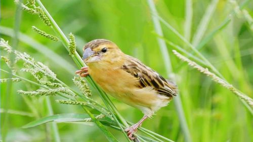 Close-up of bird perching on plant