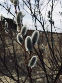 Close-up of flowering plant on branch