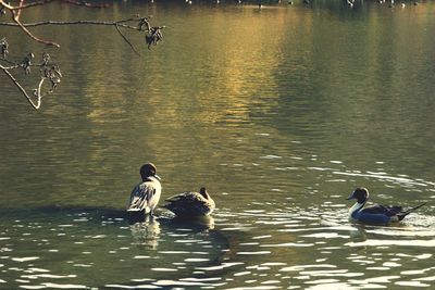 View of two birds in water