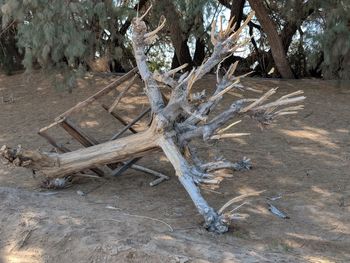 Dead tree on field in forest