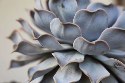 High angle view of a plant