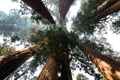 Low angle view of trees against sky