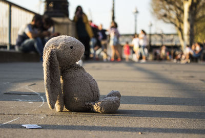 View of an animal on road