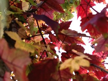 Low angle view of maple tree
