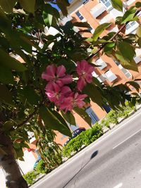 Flowers growing on tree