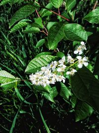 Close-up of white flowers blooming outdoors