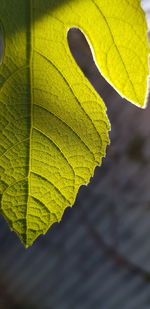 Close-up of yellow maple leaf