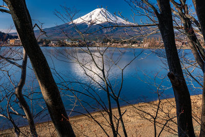 Bare trees by lake against blue sky