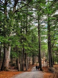 View of a forest