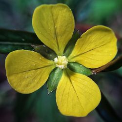 Close-up of yellow flower